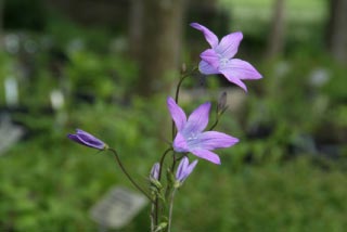 Campanula patulaWeideklokje bestellen